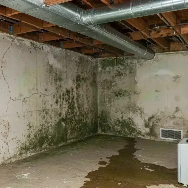 Professional Mold Removal in Alpine, TX